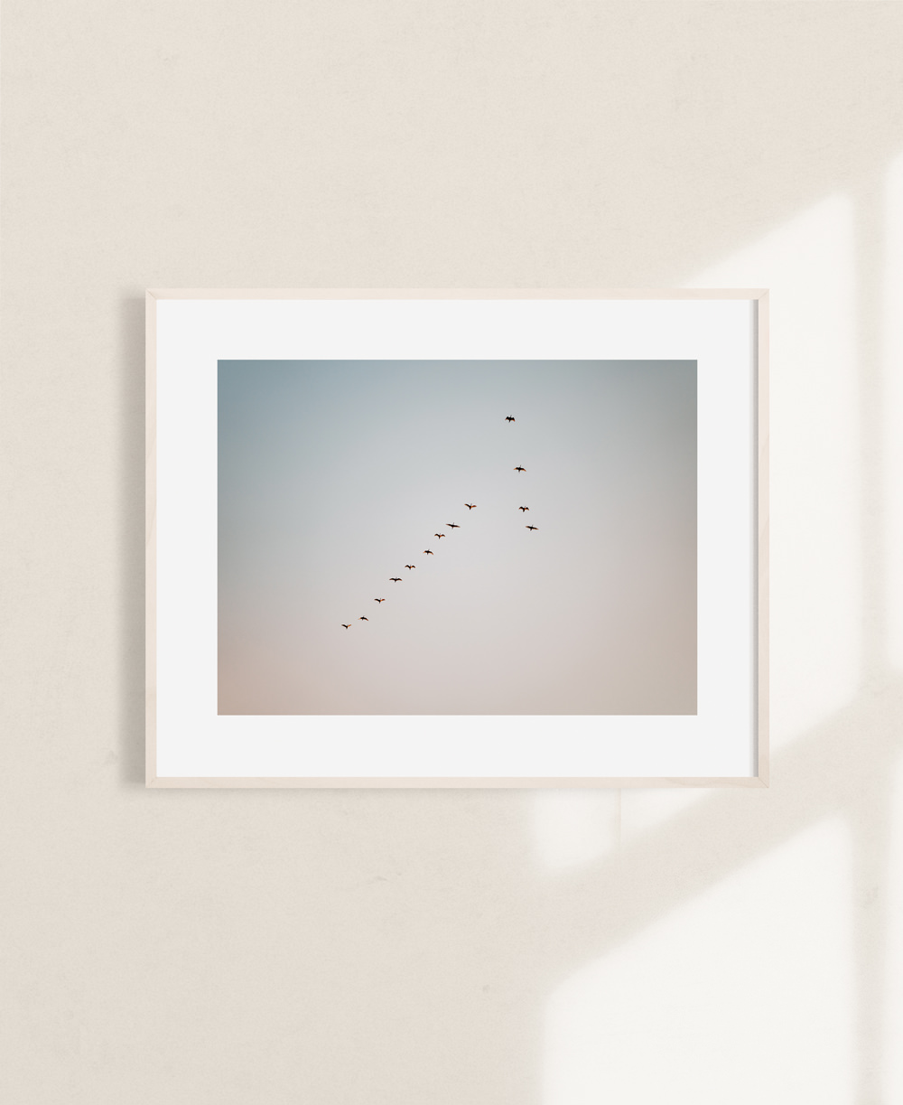 nicischwab-prints-004-birds